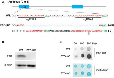 FTO Knockout Causes Chromosome Instability and G2/M Arrest in Mouse GC-1 Cells